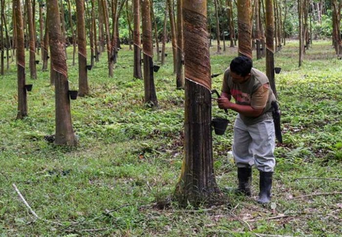 How FAMA Can Help Rubber Tappers In Difficult Times.